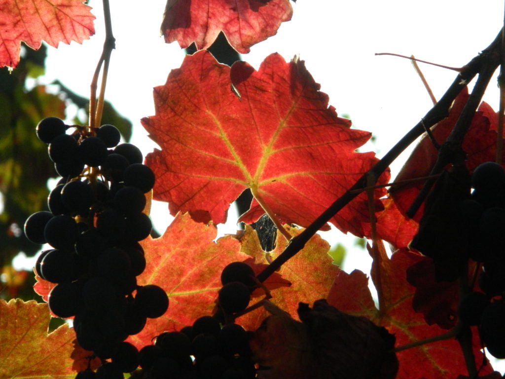 Storia del vino lambrusco: le foglie rosse e gli acini al sole.