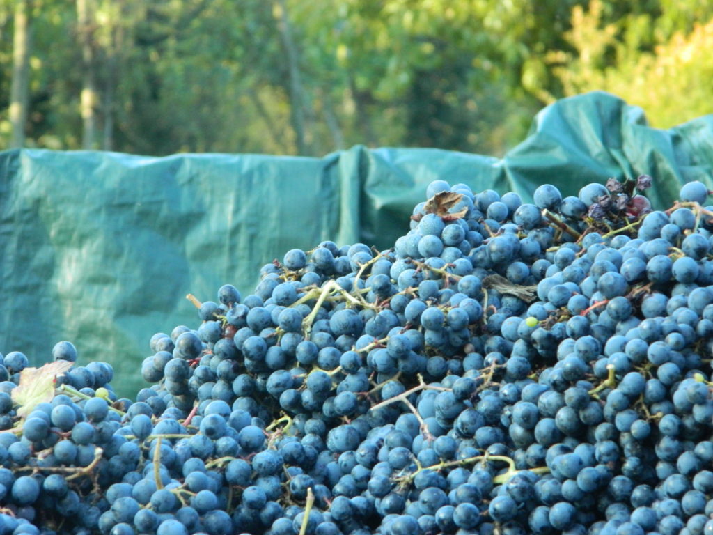 Storia del vino lambrusco: gli acini del Lambrusco.